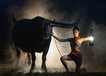 Young Thai woman with a longhorn water buffalo