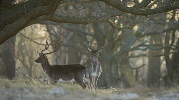 Daims dans une réserve naturelle sur Dirk van Egmond