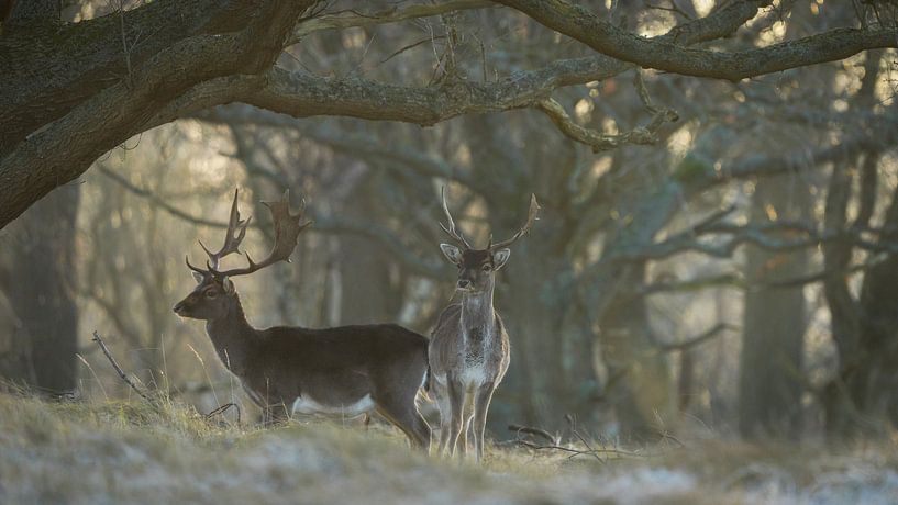 Fallow deer in nature reserve by Dirk van Egmond