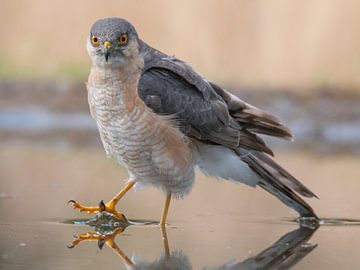 Eurasian Sparrowhawk by Robert Westerhof