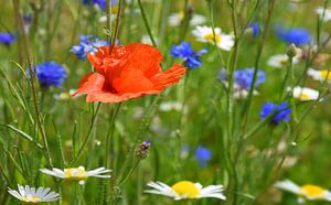 Blumenwiese