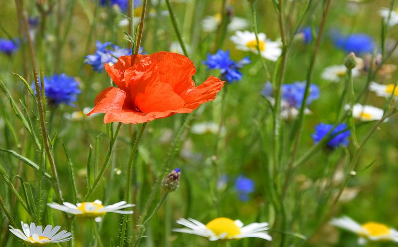 Blumenwiese von Markus Jerko