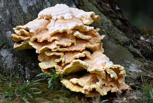 champignon