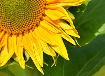 Een zonnebloembloem in de tuin van Claude Laprise