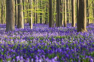 Bluebells in the forest sur Edwin Mooijaart