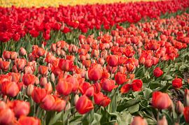 Rapsody in red by Arthur Wijnen