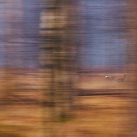 Vluchtende reeën door het bos van Verrassende Fotografie