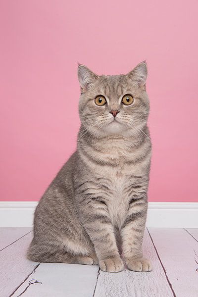 British Shorthair by Elles Rijsdijk