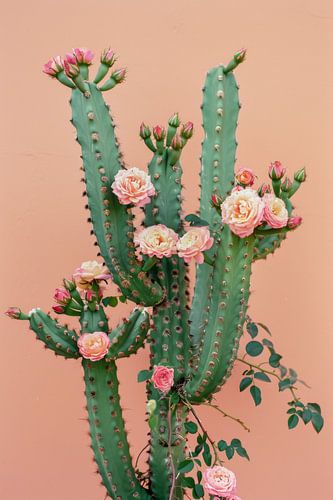 Cactus met bloeiende rozen