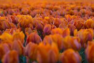 Nothing but Tulips van Martin Podt thumbnail