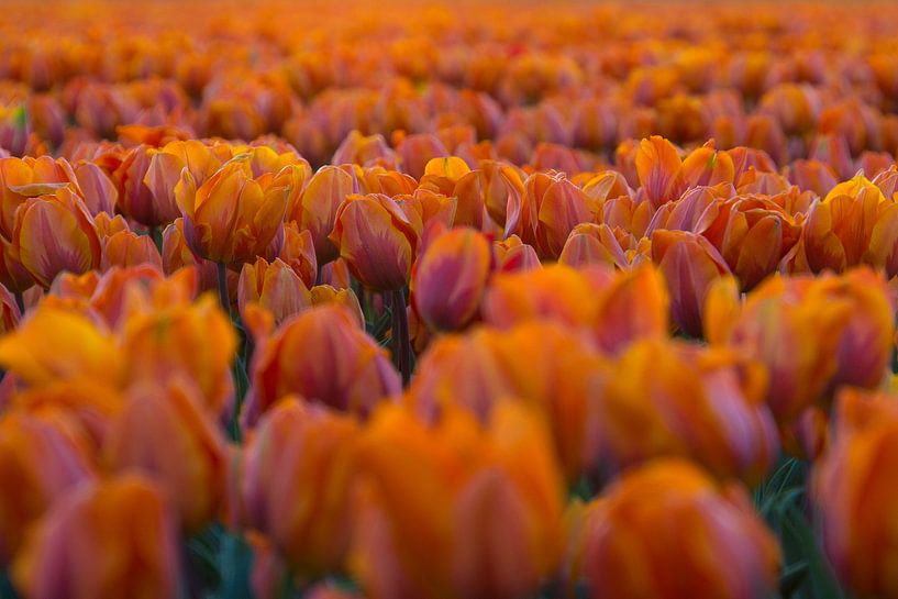 Nothing but Tulips van Martin Podt