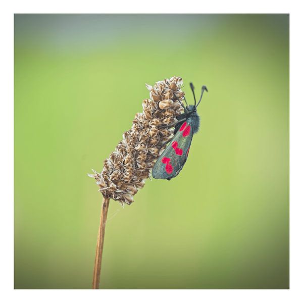 Johannisfeuerfalter auf Schmalem Wegerich von Albert Wester Terschelling Photography