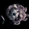 Anemoon,verval. Anemone, decay.Anemone, Verfall.Anemone, la pourriture sur Kitty Stevens