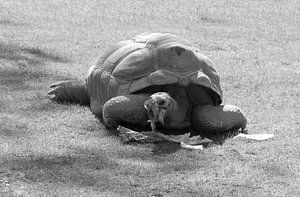 Die Aldabra-Riesenschildkröte in schwarz-weiß.