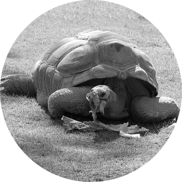 Reuzenschildpad de Aldabra in zwart wit . van Jose Lok