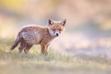 jonge rode vos van Pim Leijen