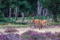 Edelherten op de Veluwe