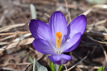 Een krokusbloem in de tuin van Claude Laprise