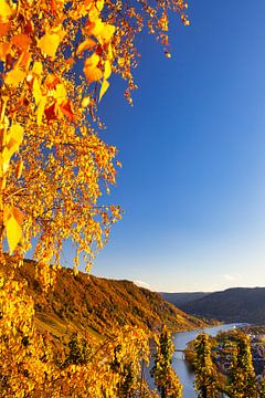 Herbstliche Landschaft an der Mosel in Deutschland