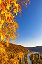 Herfst landschap aan de Moezel in Duitsland van Bas Meelker thumbnail