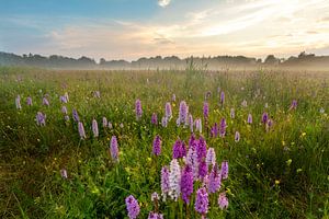 Foto eines Feldes mit wilden Orchideen in den Niederlanden. Fotografiert am von KB Design & Photography (Karen Brouwer)