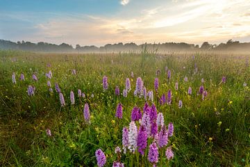 Foto van een veld vol wilde orchideeën in Nederland. Gefotografeerd op van KB Design & Photography (Karen Brouwer)