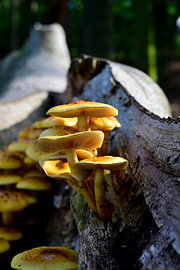 Des champignons au soleil