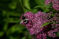 fleißige Biene von foto-fantasie foto-fantasie Miniaturansicht