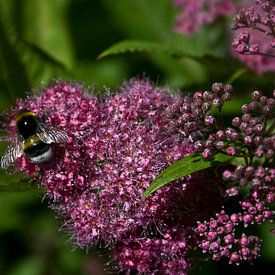 abeille occupée sur foto-fantasie foto-fantasie