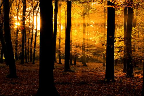 Hora Bos Herfst Sunrays