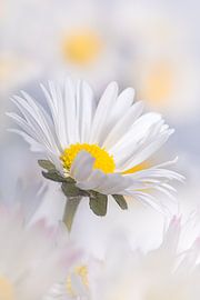Gänseblümchen zwischen den anderen Gänseblümchen. Der Frühling hat begonnen!