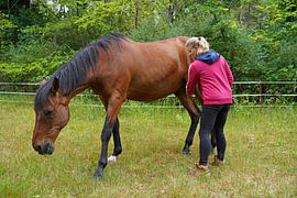 Trakehner Feldmeyer mit Besitzerin  auf der Weide