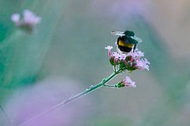 Bumblebee on flower in nature by Corné Snijders