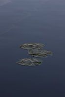 Waterlelie