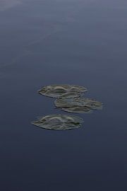 Wasserlilie von Maarten Borsje