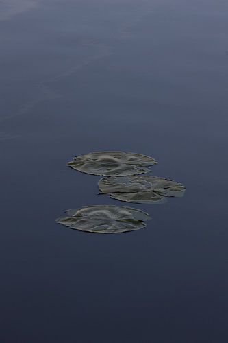 Nénuphar