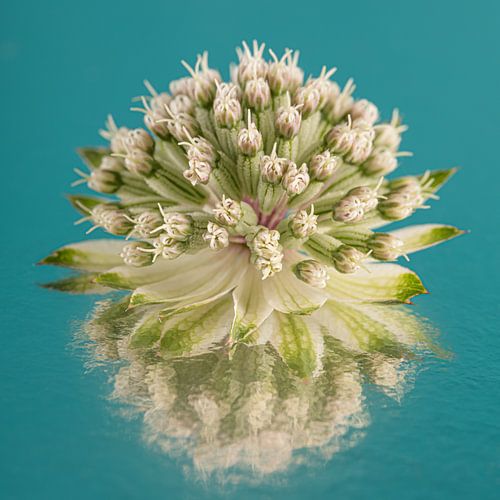 Eenvoudig stilleven in vierkant met petrol: Weerspiegeling van een Zeeuws knoopje