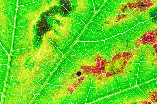 Herfstblad met nerven