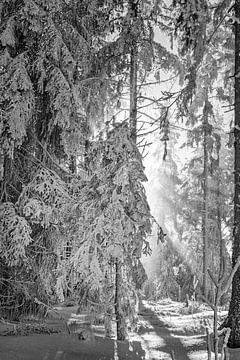 Zonnestralen doordringen een winterlandschap van Heiko Meier