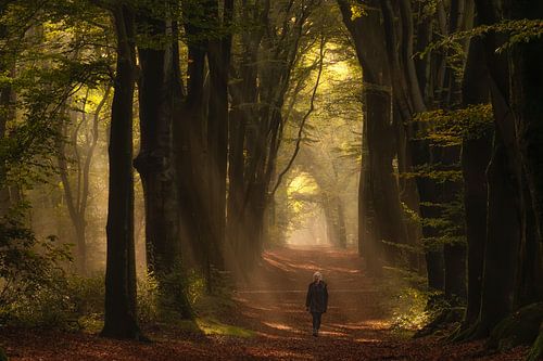 Magische sfeer in het bos