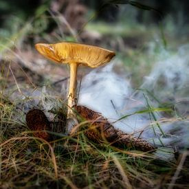 Mushroom in fog by Johnny Flash