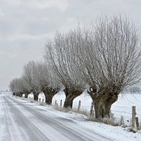 Knorrige Kopfweiden ( Salix sp. ) säumen eine alte Landstraße auf der Bislicher Insel am Niederrhein