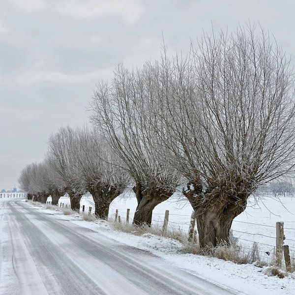 Knotwilgen ( Salix sp. ) vormen een oude landweg op de Bislicher Insel aan de Nederrijn, Nordrhein-W van wunderbare Erde