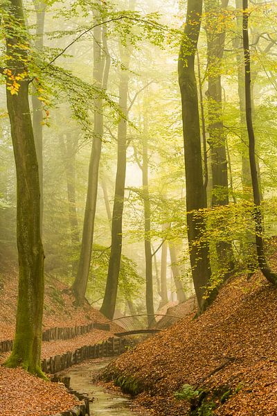 Misty morning Veluwezoom by Danny Slijfer Natuurfotografie