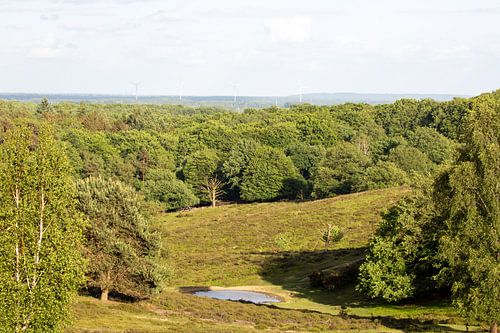 Spring on the Veluwezoom