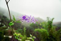 Thai purple flower in Khao Sok, Thailand