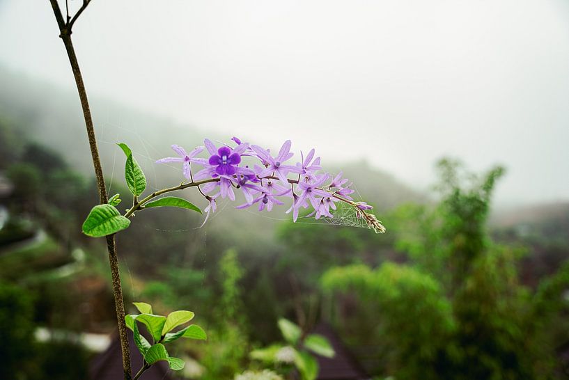 Fleur violette thaïlandaise à Khao Sok, Thaïlande par Raymond Gerritsen