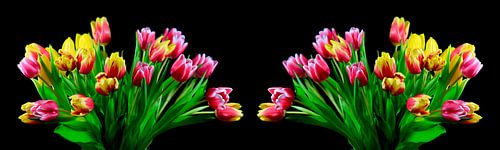 Tulip blossom panorama