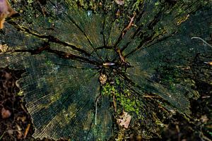 The old tree stump