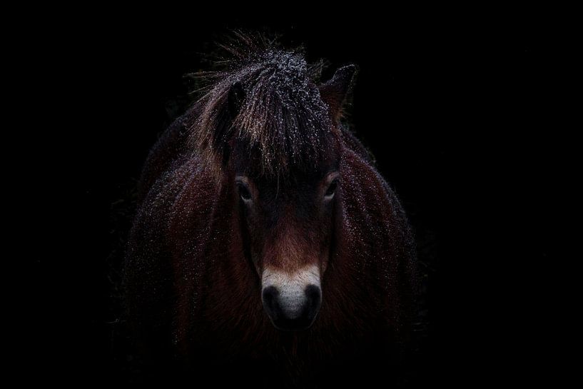 Poney d'Exmoor par Peter Ruijs
